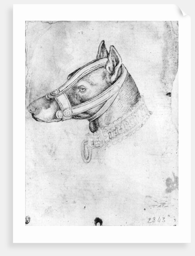 Head of a muzzled dog by Antonio Pisanello