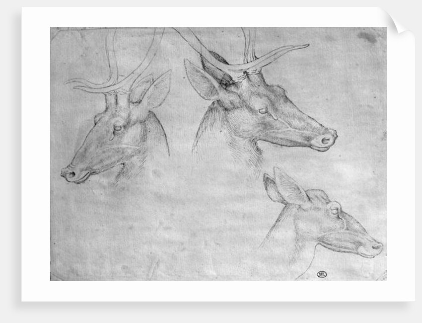Two heads of stags, one head of a doe by Antonio Pisanello