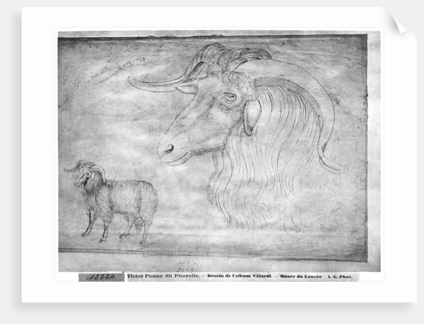 Ram and head of a ram by Antonio Pisanello
