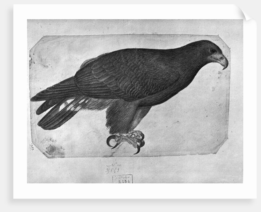 Hawk by Antonio Pisanello