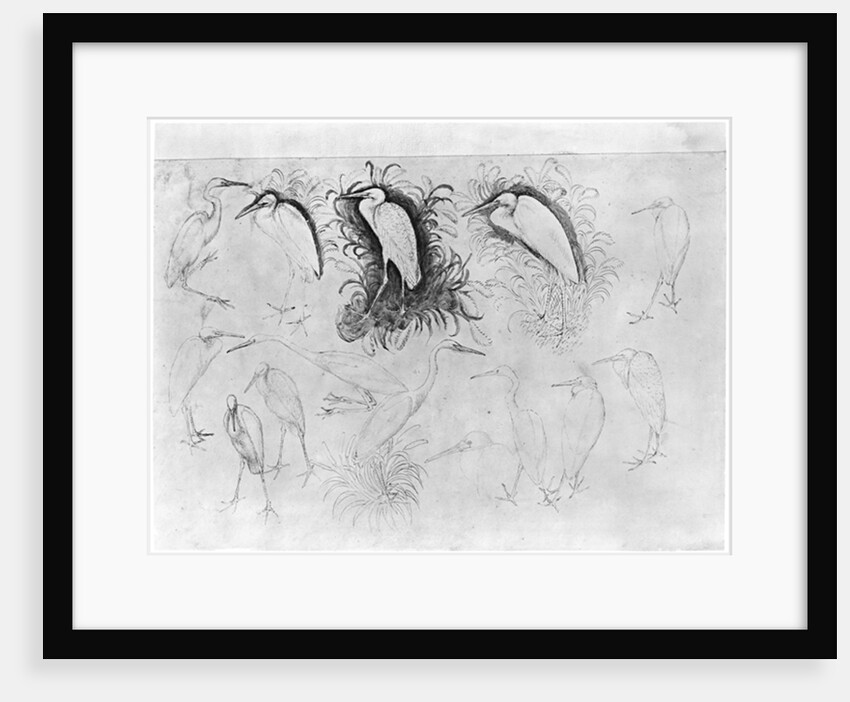 Fourteen egrets by Antonio Pisanello