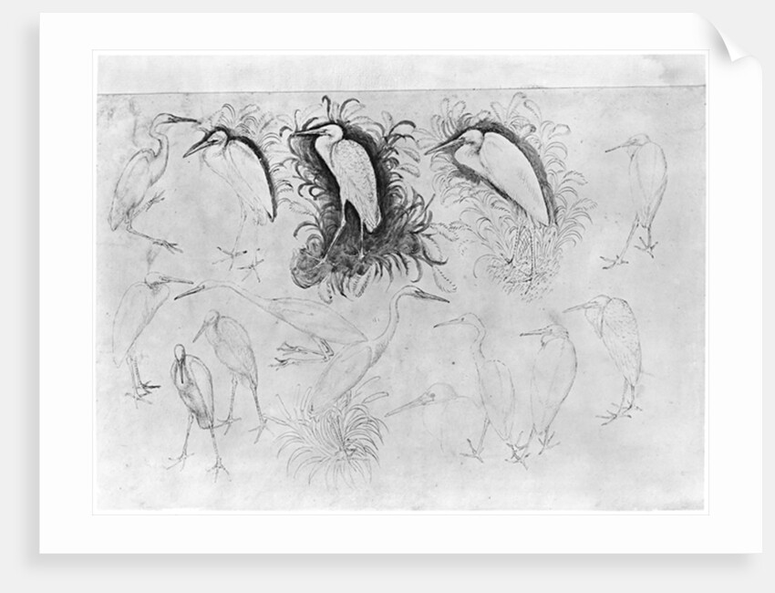 Fourteen egrets by Antonio Pisanello