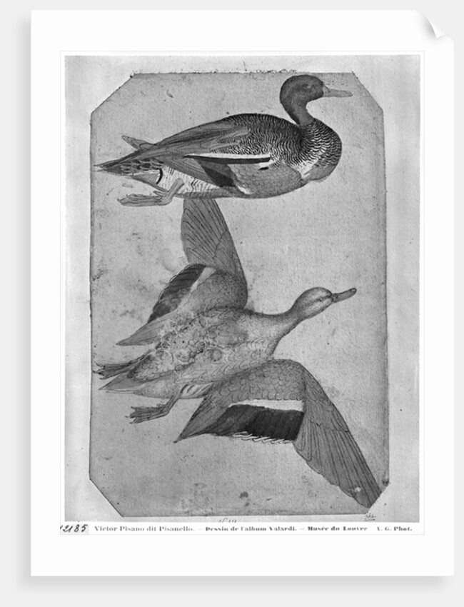 Ducks by Antonio Pisanello