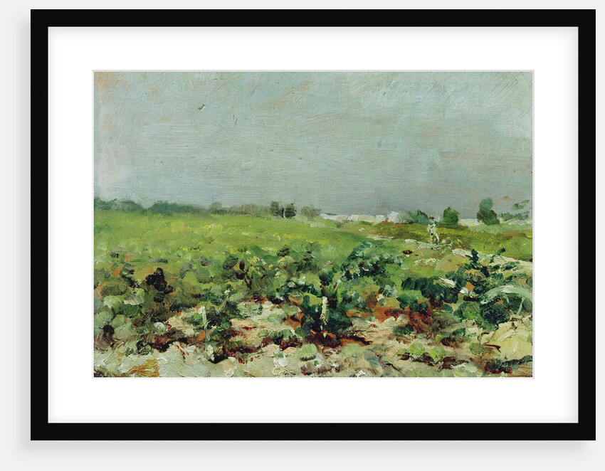 Celeyran, View of the Vineyard, 1880 by Henri de Toulouse-Lautrec