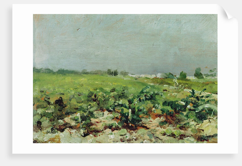 Celeyran, View of the Vineyard, 1880 by Henri de Toulouse-Lautrec