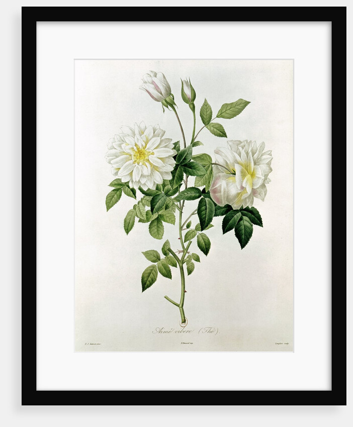 Aime Vibere by Pierre Joseph Redoute