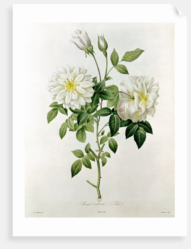 Aime Vibere by Pierre Joseph Redoute