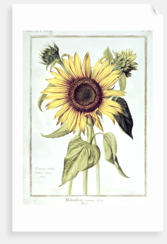 Helianthus Annuus by Nicolas Robert