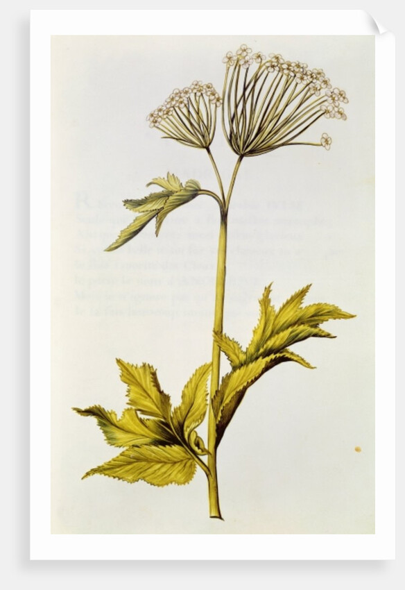 Angelica by Nicolas Robert