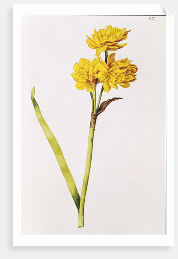 Jonquil by Nicolas Robert