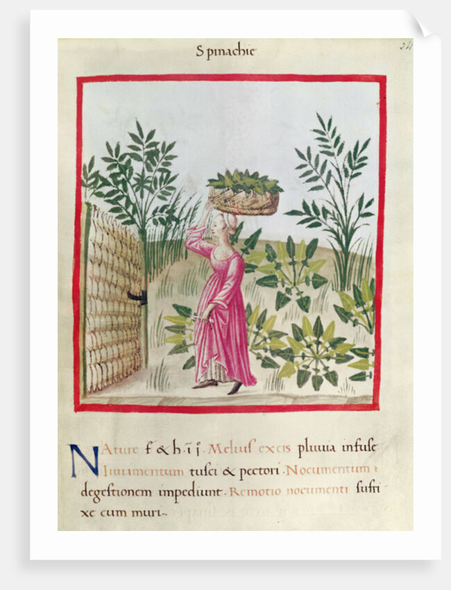 Ms 3054 f.24 Harvesting Spinach by Italian School