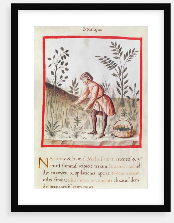 Ms 3054 fol.23v Harvesting Asparagus by Italian School