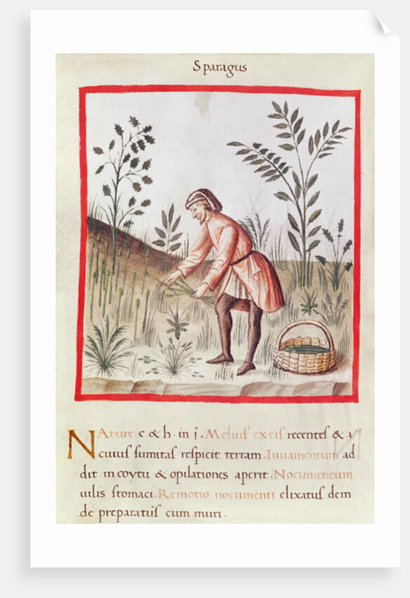 Ms 3054 fol.23v Harvesting Asparagus by Italian School