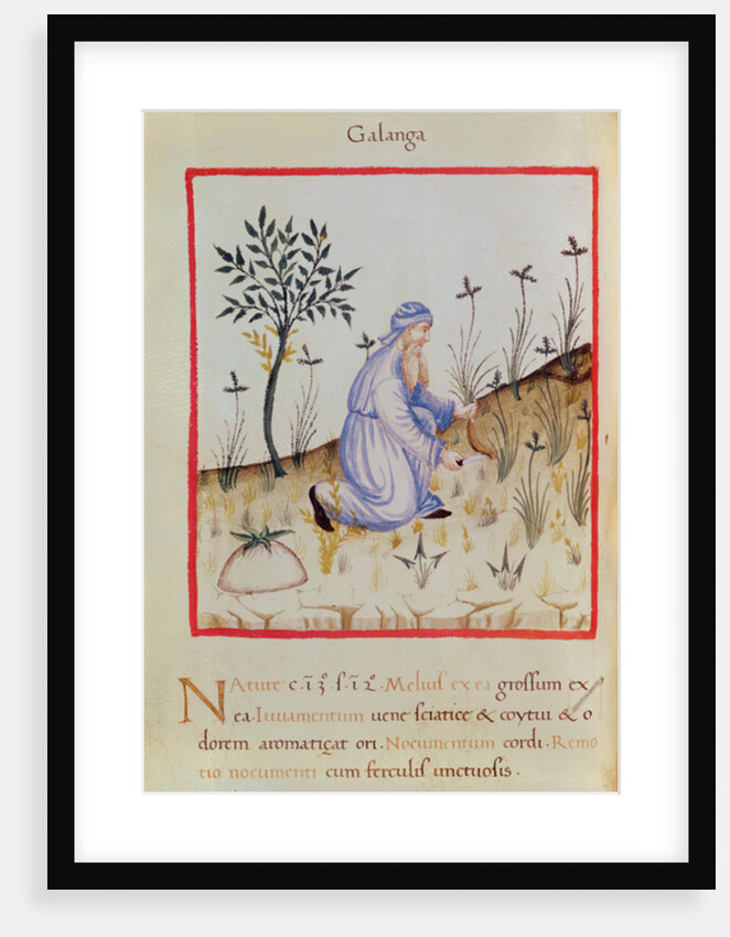 Ms 3054 f.22 Harvesting galangal by Italian School