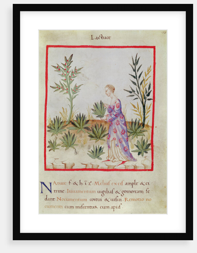 Ms 3054 f.10 Harvesting Lettuces by Italian School