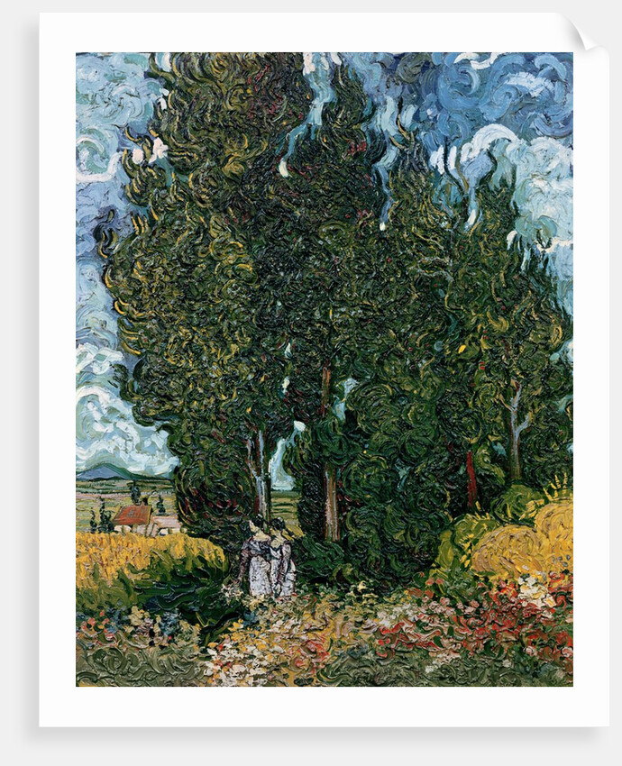 The cypresses, c.1889-90 by Vincent van Gogh