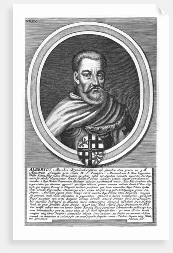 Albert of Brandenburg by German School