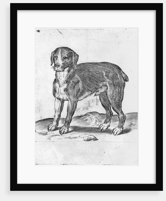 Dog by Agostino Carracci
