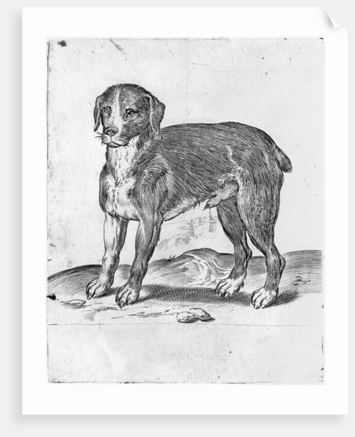 Dog by Agostino Carracci