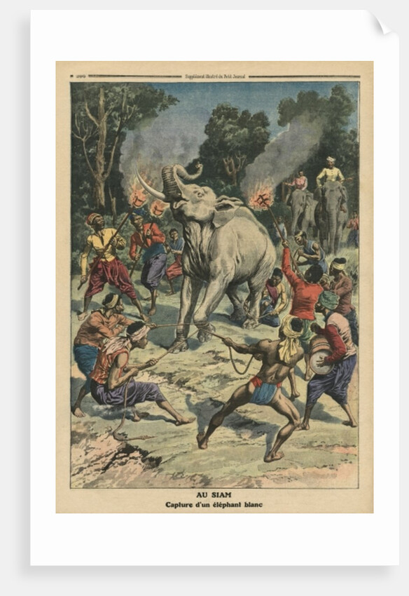 Catching a white elephant in Siam by French School