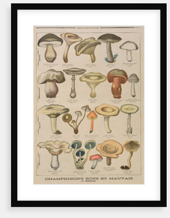 Good and bad mushrooms by French School