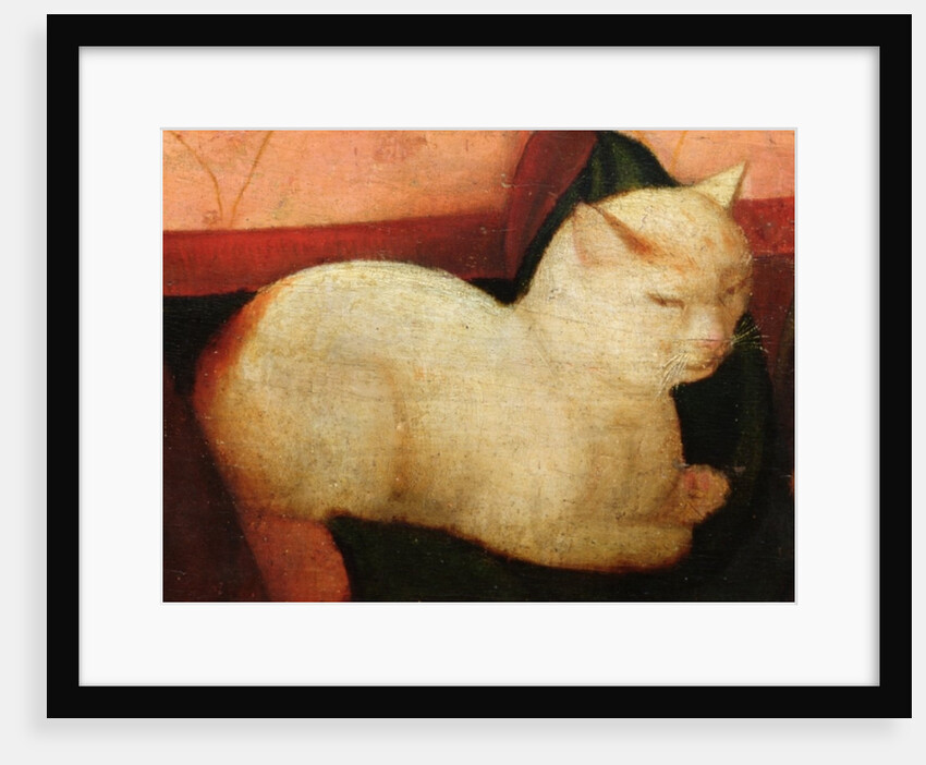 A white cat by Niccolo Frangipane