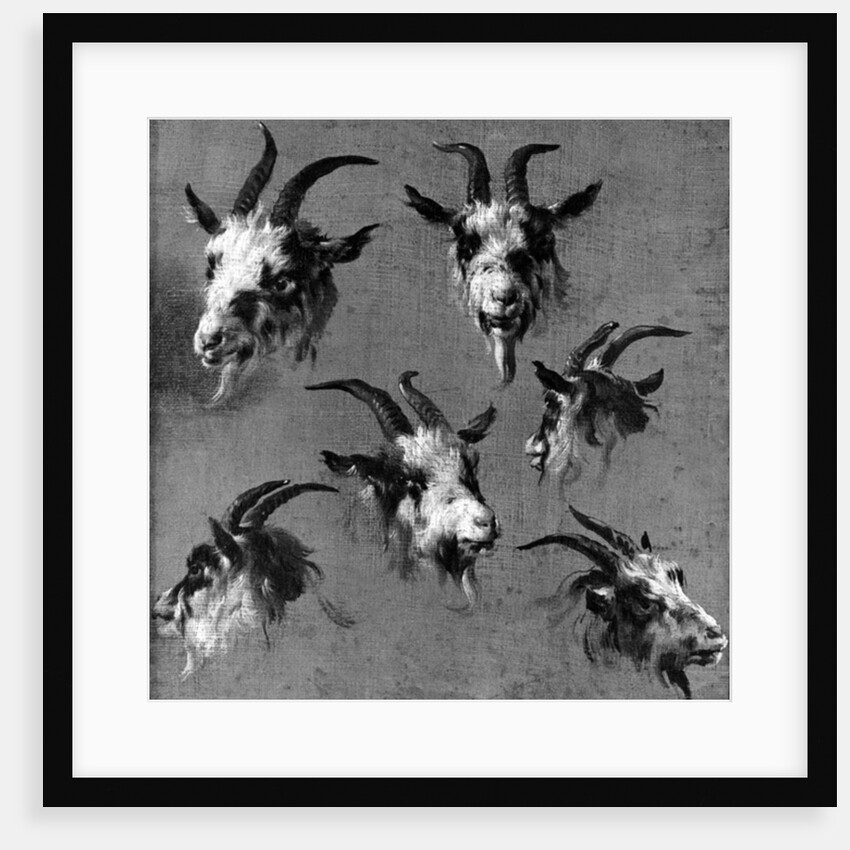Six studies of goat heads by Nicolaes Pietersz. Berchem