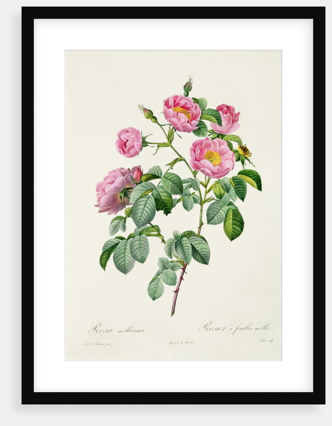Rosa Mollissima by Pierre Joseph Redoute