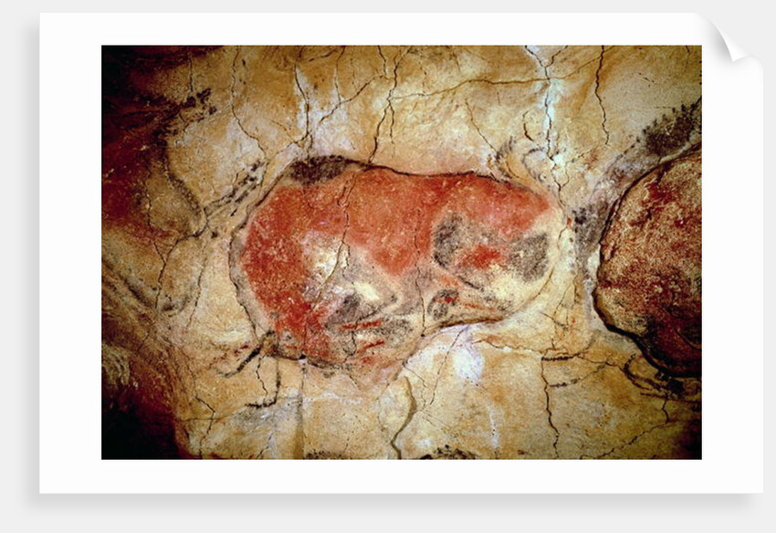 Bison from the Altamira Caves, Upper Paleolithic, c.15000-8000 BC by Prehistoric Prehistoric