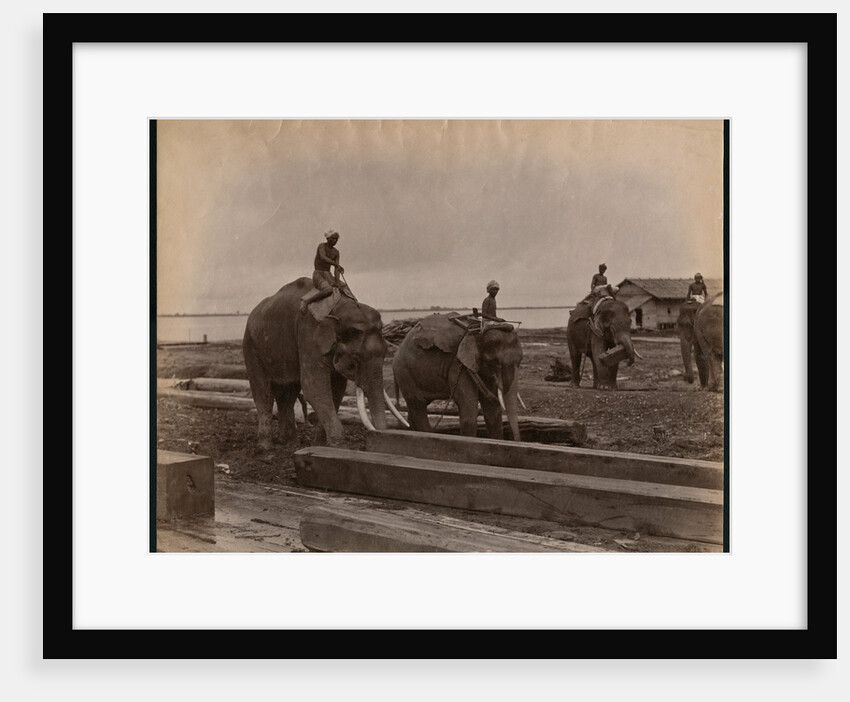 Working with elephants, c.1880 by Philip Adolphe Klier