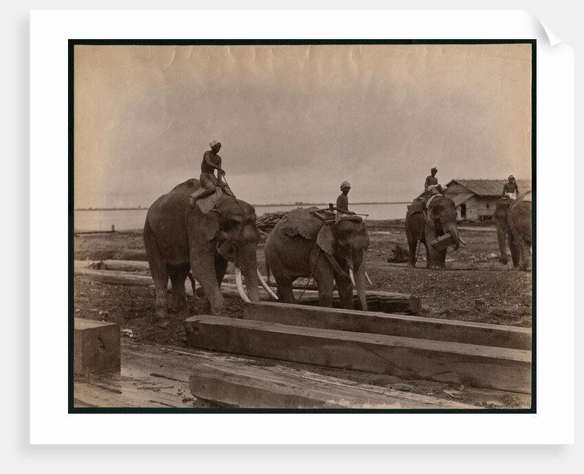 Working with elephants, c.1880 by Philip Adolphe Klier