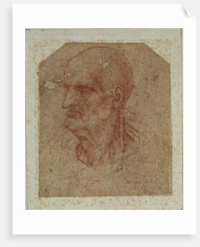Head of a beardless old man, left profile by Leonardo da Vinci