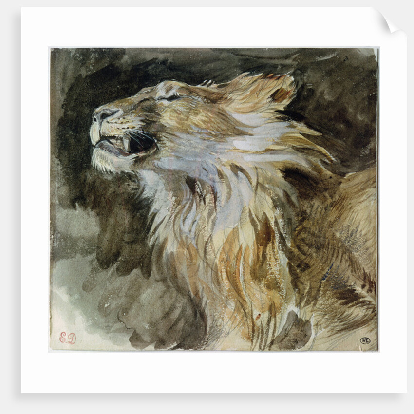 The Head of a Lion by Ferdinand Victor Eugene Delacroix
