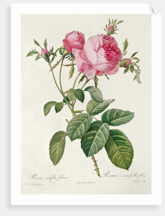 Thory, les Roses, Rosa Centifolia Foliaca by Eustache Hyacinthe Langlois