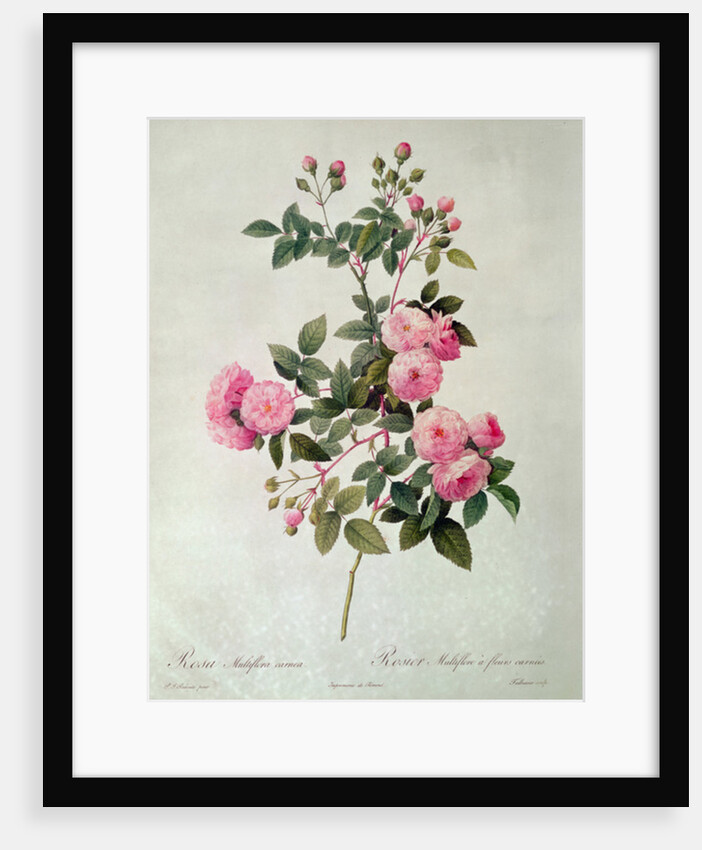 Les Roses de Thory, Rosa Multiflora Carnea by Pierre Joseph Redouté