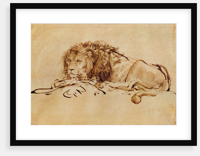 Lion Resting by Rembrandt Harmensz. van Rijn
