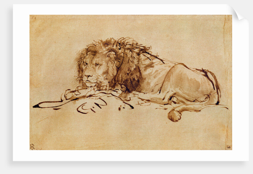 Lion Resting by Rembrandt Harmensz. van Rijn