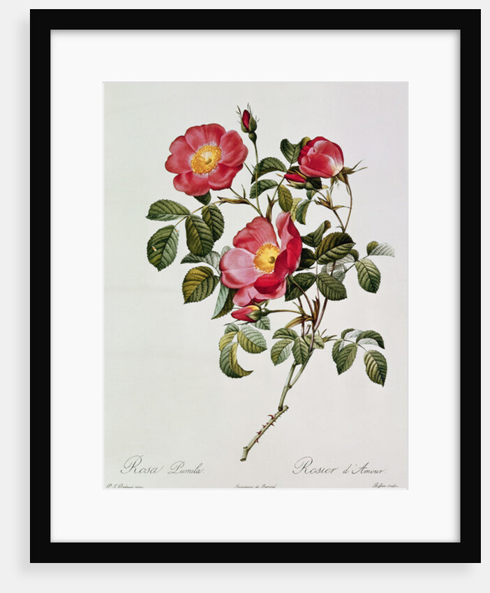 Les Roses de Thory. Rosa Pumilia by Pierre Joseph Redouté