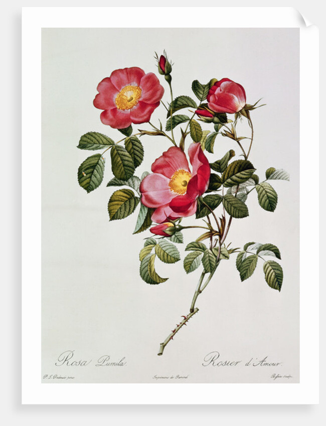 Les Roses de Thory. Rosa Pumilia by Pierre Joseph Redouté