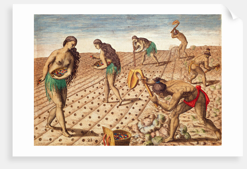 Brevis Narratio, Culture and Sowing Seeds, 1563 by Theodor de Bry