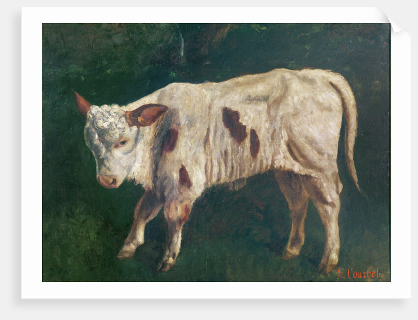 A Calf by Gustave Courbet
