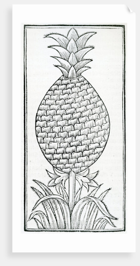 Illustration from 'De la natural hystoria de las Indias' by French School