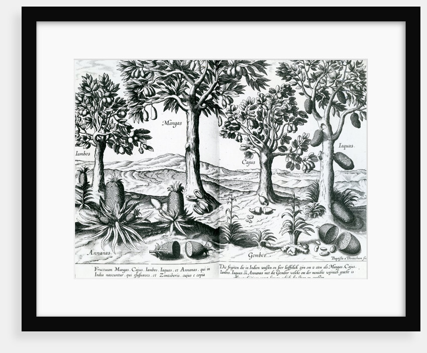 Tropical Fruit trees, 1596 by Johannes Baptista van the Younger Doetechum