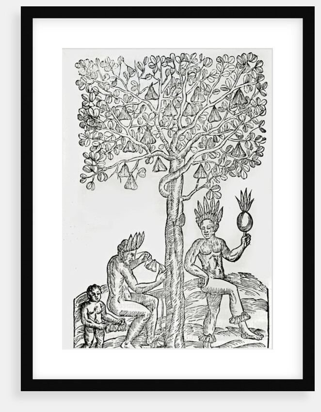 Nana fuit, medicinal plant by French School