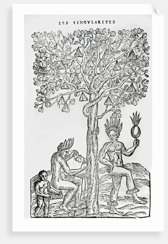 Nana fuit, medicinal plant by French School