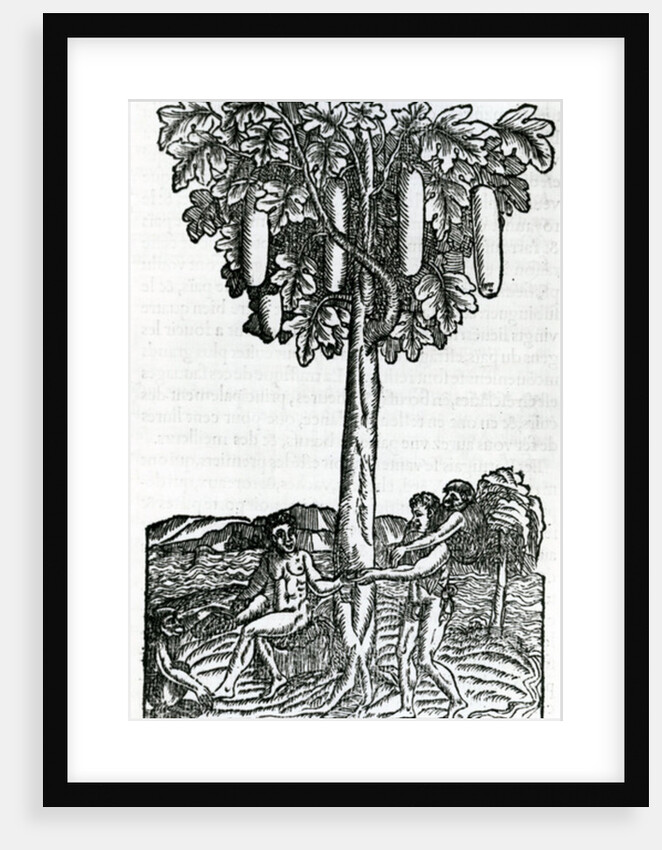 Tree harvest by French School