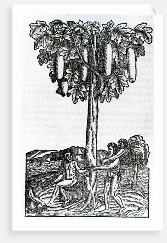 Tree harvest by French School