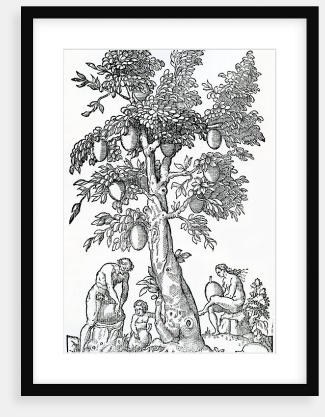 Breadfruit harvest by French School