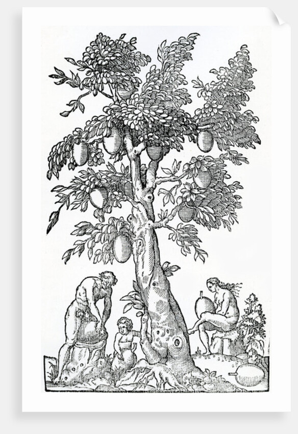 Breadfruit harvest by French School