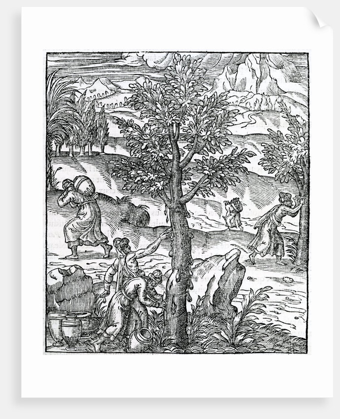 Collecting incense from Pine trees by French School